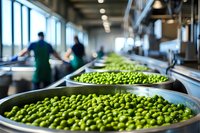 Fresh green peas in industrial processing facility with workers sorting produce on conveyor line, food manufacturing and quality control operations.