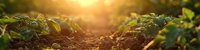 Young green soybean plants growing in cultivated agricultural field at sunset, with sun rays illuminating fertile soil and fresh sprouts in warm golden light.