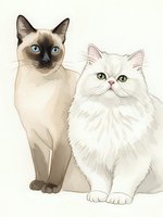 Two adorable cats sitting together, Siamese and Persian breeds with blue and green eyes on isolated white background for pet design projects.