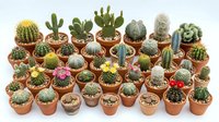 Collection of small potted cacti and succulents in terracotta pots arranged in rows, perfect for home decor, gardening projects, and plant nursery displays.