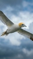 Northern gannet seabird soaring through cloudy sky with outstretched wings displaying natural flight behavior and grace in marine coastal environment.