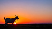 Goat silhouette against vibrant sunset sky with orange and purple hues over rural landscape for farming and agriculture concepts.