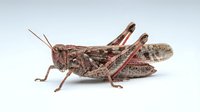 Grasshopper insect isolated on white background, detailed macro view of brown cricket with long antennae and legs for educational and nature design purposes.