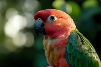Vibrant red-headed macaw parrot with emerald green feathers and distinctive blue beak shown in profile against soft bokeh background, displaying exotic tropical beauty.