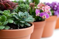 Succulent plants and orchids in terracotta pots arranged in row, shallow depth of field with focus on green echeveria rosette. Natural home gardening concept.