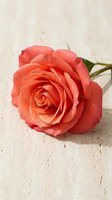 Single coral pink rose bloom with layered petals on rustic white wooden surface for romantic greeting cards and floral arrangements.