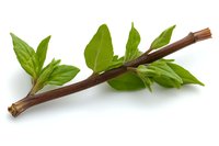 Fresh brown twig with bright green leaves isolated on white background, natural botanical element for design and decoration purposes.