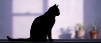 Cat silhouette sitting on windowsill with soft purple lighting and potted plants in background creating peaceful domestic atmosphere for home decor.