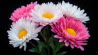 Fresh pink and white daisies with yellow centers against dark background, vibrant petals and green leaves create striking floral composition.