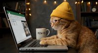 Orange tabby cat wearing yellow knit beanie hat working on laptop computer in cozy home office with warm string lights and coffee mug for remote work concepts.