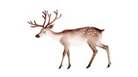 Gentle brown deer with white spots and antlers in watercolor style on white background, isolated woodland animal illustration for nursery art and design projects.