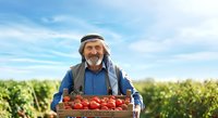 Senior male farmer with gray beard and headwrap holding wooden crate of fresh red tomatoes in vegetable field under blue sky, suitable for agriculture and farming industry content.