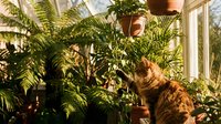 Young woman with long reddish-brown hair tending to lush green potted plants near bright windows in a sunlit indoor garden space, ideal for home gardening and plant care content.