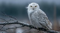 Snowy owl perched on bare branch with spotted white plumage and bright yellow eyes against blurred winter forest background for wildlife photography.
