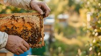 Beekeeper holding honeycomb frame with bees during harvest, apiary work and honey production in outdoor garden setting.