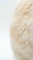 Close-up of soft blonde fur texture with fine natural fibers against white background for pet care and animal grooming concepts.