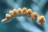 Macro photography of orange coral polyps in curved formation against blurred aqua background, showing detailed texture of marine life in underwater environment.
