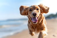 Happy golden retriever puppy running on beach with ears flapping in wind, tongue out, showing joy and playfulness on sunny day.