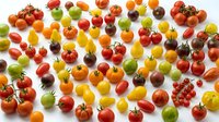 Colorful assortment of fresh heirloom tomatoes in various sizes and colors including red, yellow, orange, green and purple varieties on white background.