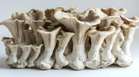 Fresh oyster mushrooms cluster with white stems and wavy caps growing together, showing natural texture and patterns against neutral background, suitable for culinary design.