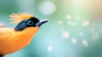 Orange tropical bird with distinctive black head feathers and bright blue eye against soft bokeh background, close-up nature photography for wildlife publications.