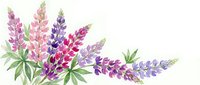Watercolor lupine flowers in pink, purple and violet hues with green leaves isolated on white background for botanical design projects.