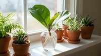 Indoor plant propagation setup with green leaf cutting in glass vase and potted succulents on bright windowsill for home gardening and botanical decor.