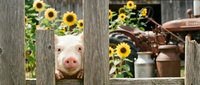 Curious young pig peeking through wooden fence with sunflowers blooming in rustic farm setting, suitable for agricultural, rural lifestyle and animal content.