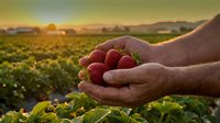 Fresh ripe strawberries cupped in farmer hands at sunset over agricultural field. Organic berry harvest concept for healthy eating and sustainable farming.