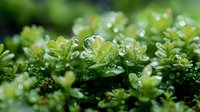 Fresh green succulent leaves covered with morning dew drops in macro photography, natural bokeh effect creates dreamy atmosphere for nature and garden designs.