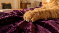 Ginger cat paw resting on purple striped blanket in cozy bedroom setting, capturing intimate pet moment for home decor and lifestyle content.