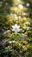 White anemone flower with yellow center blooming in spring garden surrounded by green foliage and blurred bokeh background. Use for nature, gardening, and seasonal projects.
