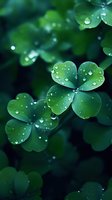 Fresh green clover leaves covered with morning dew drops against dark background. Natural macro photography showing delicate water droplets on four-leaf shamrock foliage.