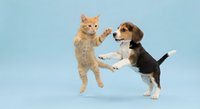 Orange tabby kitten and beagle puppy playing together in mid-air jump against light blue background, showcasing friendship and playful pet interaction.
