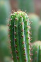Vibrant green columnar cactus with sharp brown spines against blurred background, showcasing desert plant detail for botanical illustration.