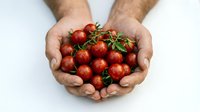 Fresh ripe cherry tomatoes held in cupped hands showing organic harvest from garden or farm ready for cooking and healthy eating.