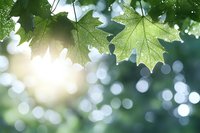 Fresh green maple leaves backlit by soft sunlight with dreamy bokeh background creating natural ethereal atmosphere for nature and environmental themes.