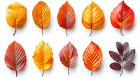 Colorful autumn leaves arranged in rows showing gradient from yellow to red on white background, isolated botanical elements for seasonal design.