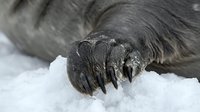 Close-up of elephant foot with thick skin and nails resting on snow, showing texture and detail of animal anatomy for wildlife and nature content.