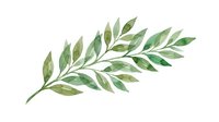 Watercolor olive branch with green leaves isolated on white background, ready for design projects, invitations, and botanical illustrations.