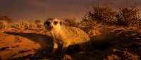 Meerkat standing alert on rocky desert terrain during golden hour sunset with dramatic orange sky and sparse vegetation in arid landscape.