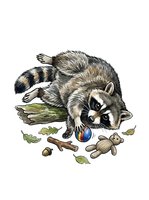 Curious raccoon exploring forest floor with toys, acorns, leaves and twigs on white background. Isolated wildlife clipart for children's designs, educational materials, apparel and creative projects.