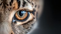 Close-up of great horned owl eye with intricate feather patterns and striking orange iris against dark background for wildlife photography projects.