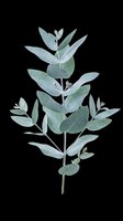 Eucalyptus branch with soft sage green leaves, isolated on transparent background, ready for stickers, t-shirt design, sublimation, print on demand, and clipart use.