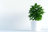 Green leafy houseplant with glossy foliage in modern white ceramic pot against minimalist white background, suitable for interior design and home decor projects.