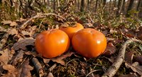 Fresh ripe orange persimmons lying on autumn forest floor among fallen brown leaves and moss in natural woodland setting for seasonal harvest concepts.