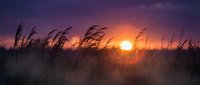 Golden sunset through tall grass field with purple sky creating peaceful countryside landscape for nature backgrounds and meditation content.
