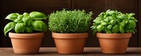 Fresh aromatic herbs growing in terracotta pots on wooden surface against dark background, basil and thyme plants in rustic clay containers for cooking.