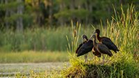 Two glossy ibis birds standing together in natural wetland habitat with tall marsh grasses during golden hour lighting for wildlife photography projects.