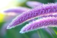 Soft purple foxtail grass flowers in gentle morning light with dreamy bokeh background, macro nature photography showing delicate fuzzy texture and curves.